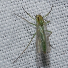 Chironomidae (family) (Non-biting Midge) at Freshwater Creek, VIC - 22 Dec 2022 by WendyEM