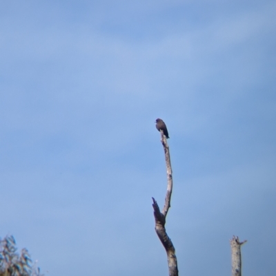 Artamus cyanopterus (Dusky Woodswallow) at Walla Walla, NSW - 27 Jul 2024 by Darcy