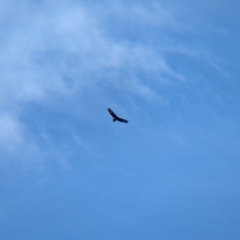 Aquila audax (Wedge-tailed Eagle) at Walla Walla, NSW - 27 Jul 2024 by Darcy