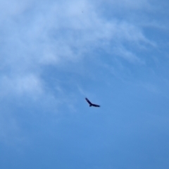 Aquila audax at Walla Walla, NSW - 27 Jul 2024