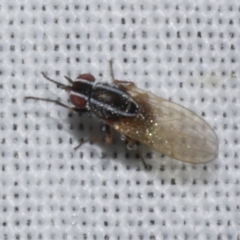 Poecilohetaerus sp. (genus) (Lauxaniid fly) at Freshwater Creek, VIC - 26 Dec 2022 by WendyEM