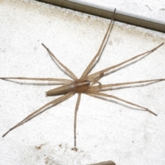 Thasyraea lepida (Prowling spider) at Freshwater Creek, VIC - 30 Dec 2022 by WendyEM