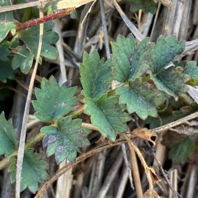 Sanguisorba minor (Salad Burnet, Sheep's Burnet) at Molonglo, ACT - 27 Jul 2024 by SteveBorkowskis