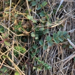 Sanguisorba minor at Molonglo, ACT - 27 Jul 2024 03:35 PM