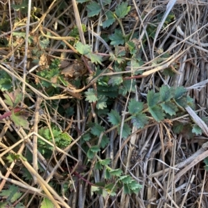 Sanguisorba minor at Molonglo, ACT - 27 Jul 2024 03:35 PM