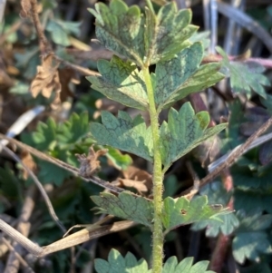 Sanguisorba minor at Molonglo, ACT - 27 Jul 2024 03:35 PM