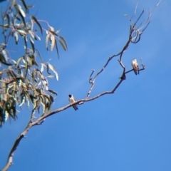 Petrochelidon nigricans (Tree Martin) at Walla Walla, NSW - 27 Jul 2024 by Darcy