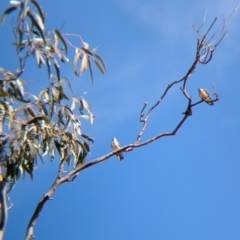 Petrochelidon nigricans at Walla Walla, NSW - 27 Jul 2024