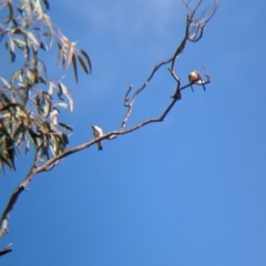 Petrochelidon nigricans at Walla Walla, NSW - 27 Jul 2024