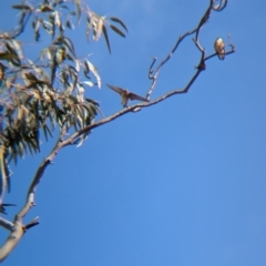 Petrochelidon nigricans at Walla Walla, NSW - 27 Jul 2024