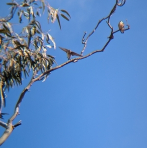 Petrochelidon nigricans at Walla Walla, NSW - 27 Jul 2024 01:18 PM