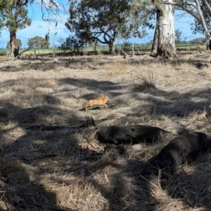 Vulpes vulpes at Walla Walla, NSW - 27 Jul 2024