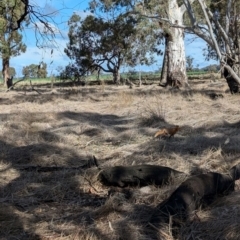 Vulpes vulpes at Walla Walla, NSW - 27 Jul 2024