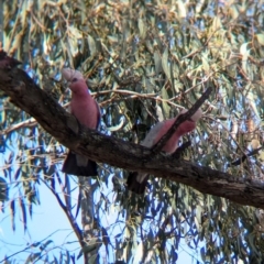 Eolophus roseicapilla (Galah) at Walla Walla, NSW - 27 Jul 2024 by Darcy