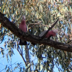 Eolophus roseicapilla at Walla Walla, NSW - 27 Jul 2024