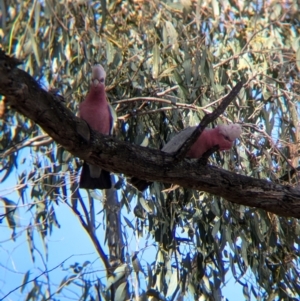 Eolophus roseicapilla at Walla Walla, NSW - 27 Jul 2024 01:25 PM