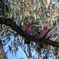 Eolophus roseicapilla at Walla Walla, NSW - 27 Jul 2024 01:25 PM