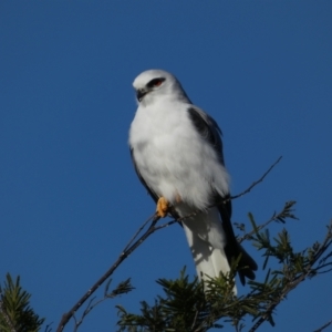 Elanus axillaris at Coombs, ACT - 27 Jul 2024