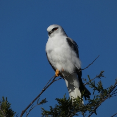 Elanus axillaris (Black-shouldered Kite) at Coombs, ACT - 27 Jul 2024 by SteveBorkowskis