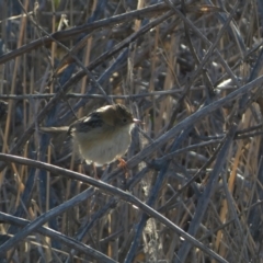 Cisticola exilis (Golden-headed Cisticola) at Coombs, ACT - 27 Jul 2024 by SteveBorkowskis