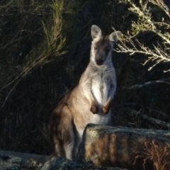 Osphranter robustus robustus (Eastern Wallaroo) at Molonglo, ACT - 27 Jul 2024 by SteveBorkowskis