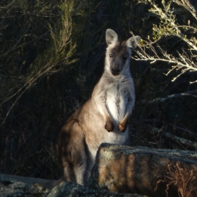 Osphranter robustus robustus (Eastern Wallaroo) at Molonglo, ACT - 27 Jul 2024 by SteveBorkowskis