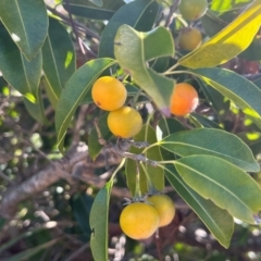 Unidentified Other Tree at Bowen, QLD - 26 Jul 2024 by Ange