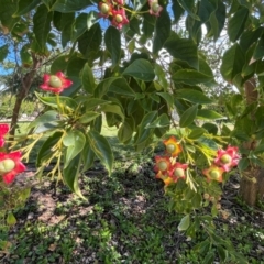 Unidentified Other Tree at Bowen, QLD - 26 Jul 2024 by Ange