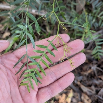 Schinus molle (Peppercorn Tree) at Walla Walla, NSW - 27 Jul 2024 by Darcy