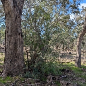 Schinus molle at Walla Walla, NSW - 27 Jul 2024 01:27 PM