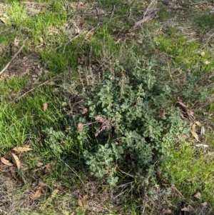 Marrubium vulgare at Walla Walla, NSW - 27 Jul 2024