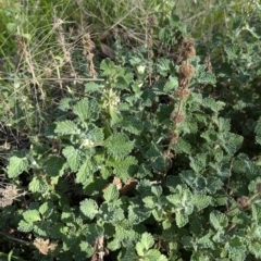 Marrubium vulgare at Walla Walla, NSW - 27 Jul 2024