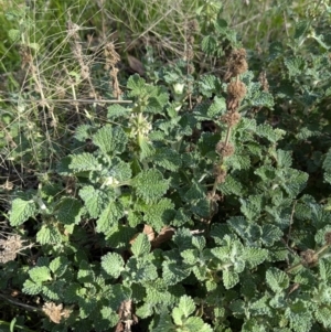 Marrubium vulgare at Walla Walla, NSW - 27 Jul 2024