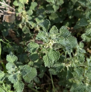 Marrubium vulgare at Walla Walla, NSW - 27 Jul 2024