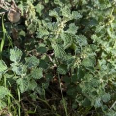 Marrubium vulgare at Walla Walla, NSW - 27 Jul 2024