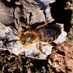 Trichocolletes sp. (genus) (Spring Bee) at Aranda, ACT - 27 Jul 2024 by CathB