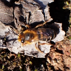 Trichocolletes sp. (genus) at Aranda, ACT - 27 Jul 2024