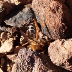 Trichocolletes sp. (genus) at Aranda, ACT - 27 Jul 2024