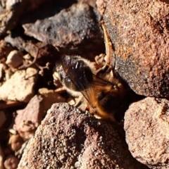 Trichocolletes sp. (genus) at Aranda, ACT - 27 Jul 2024 03:17 PM