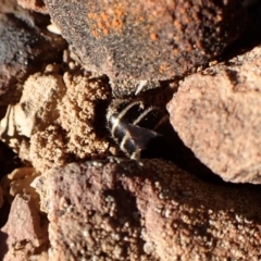 Trichocolletes sp. (genus) at Aranda, ACT - 27 Jul 2024