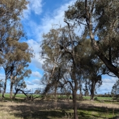 Allocasuarina luehmannii (Bulloak) at Walla Walla, NSW - 27 Jul 2024 by Darcy