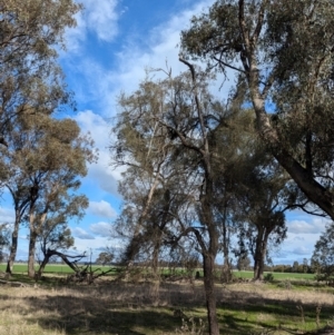 Allocasuarina luehmannii at Walla Walla, NSW - 27 Jul 2024