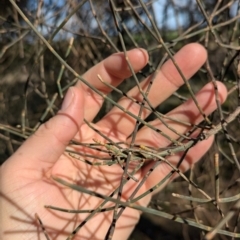 Allocasuarina luehmannii at Walla Walla, NSW - 27 Jul 2024