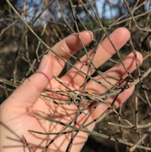 Allocasuarina luehmannii at Walla Walla, NSW - 27 Jul 2024