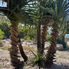 Pandanus tectorius (Pandanus, Screw Pine) at Bowen, QLD - 26 Jul 2024 by Ange