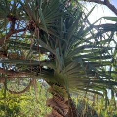 Pandanus tectorius at Bowen, QLD - 26 Jul 2024 02:12 PM