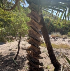 Pandanus tectorius at Bowen, QLD - 26 Jul 2024 02:12 PM