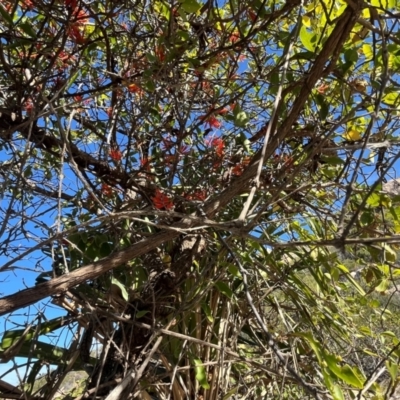 Dendrophthoe glabrescens (Orange Mistletoe) at Bowen, QLD - 26 Jul 2024 by Ange
