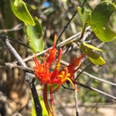 Dendrophthoe glabrescens at Bowen, QLD - 26 Jul 2024 02:20 PM