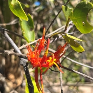 Dendrophthoe glabrescens at Bowen, QLD - 26 Jul 2024 02:20 PM